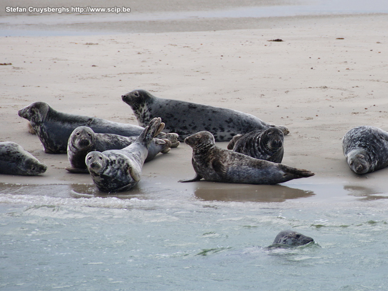 Fauna on Texel - Common and grey seals A few photos of seals and birds on the Wadden island Texel (The Netherlands). Stefan Cruysberghs